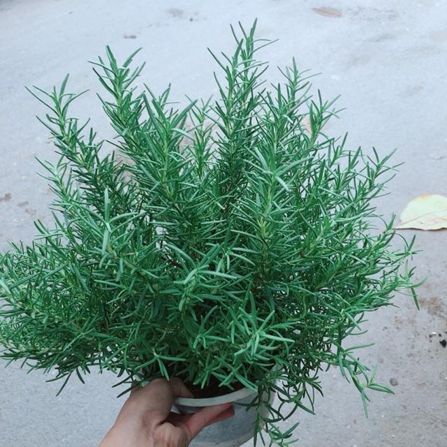 Hương Thảo Size Lớn