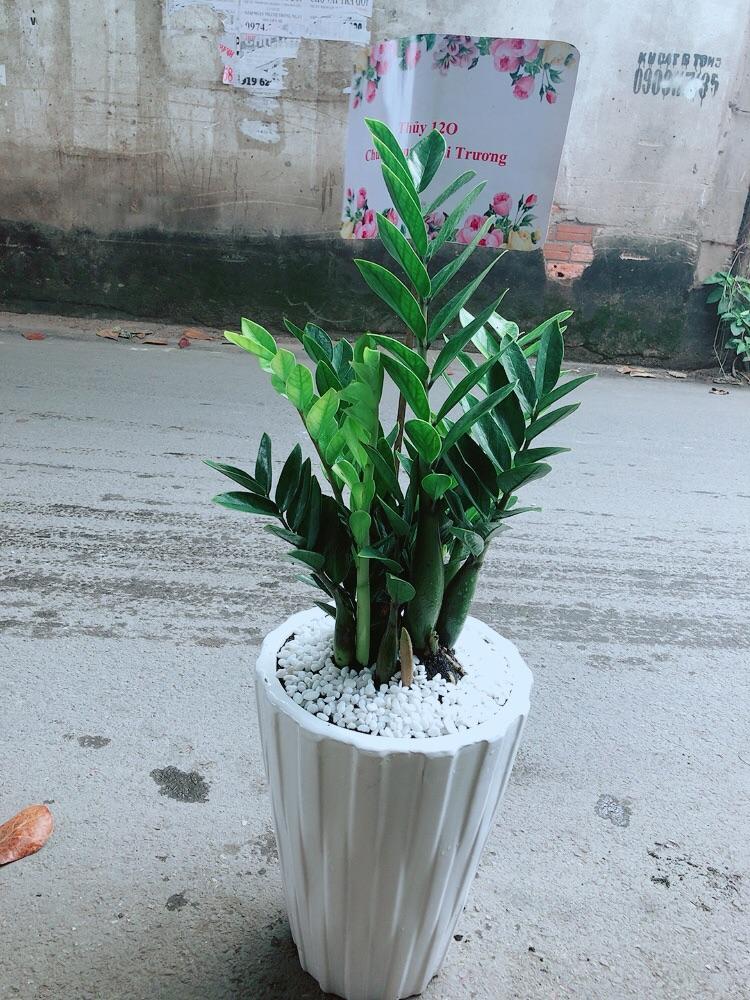 Chậu Cây Kim Phát Tài