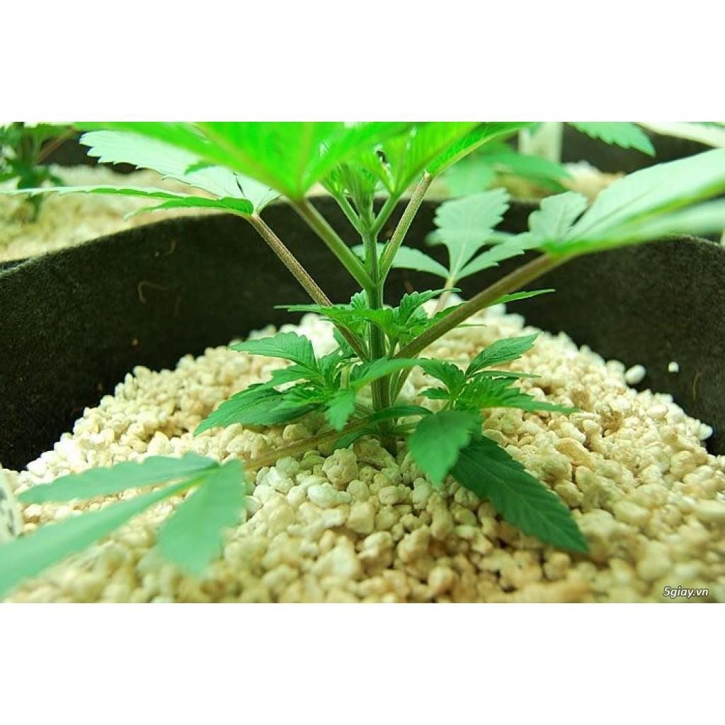 Đá Trân Châu Trồng Cây_ 100gr