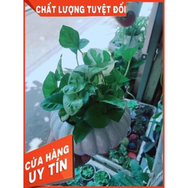 Chậu Trầu Bà Sữa