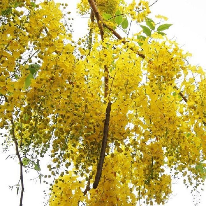 cây giống Muồng Hoàng Yến vàng (Osaka vàng)