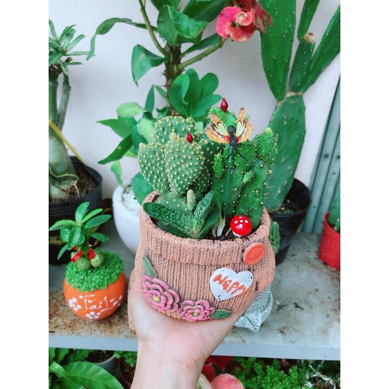 Chậu Xương Rồng Tiểu Cảnh