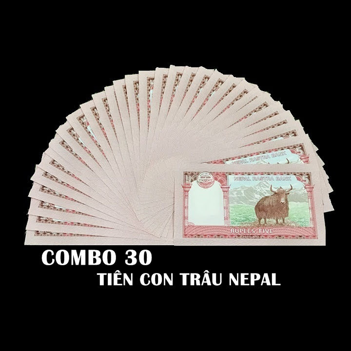 combo 30 tờ tiền con trâu nepal