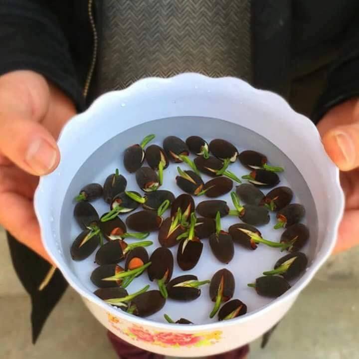 Hạt giống sen mini nhật mix màu