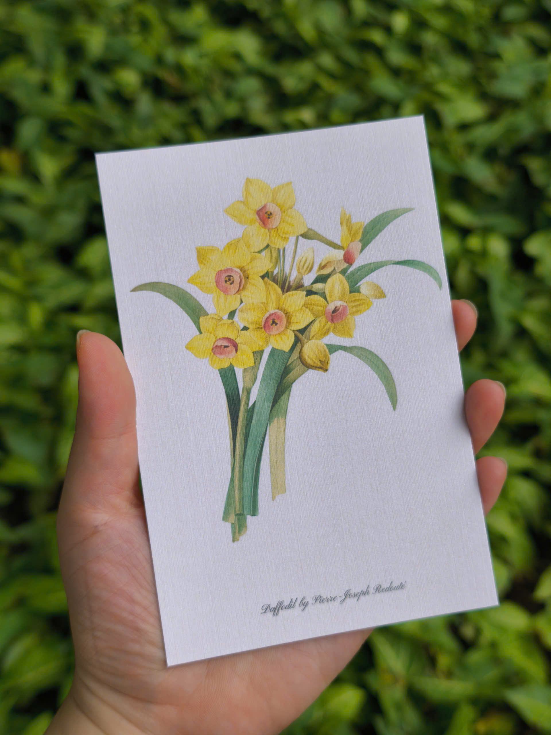 BỘ 100 POSTCARD PETALA & FOLIA - Minh Họa Thực Vật Nghệ Thuật - Giấy Mỹ Thuật 300g Cao Cấp - Nho Xanh