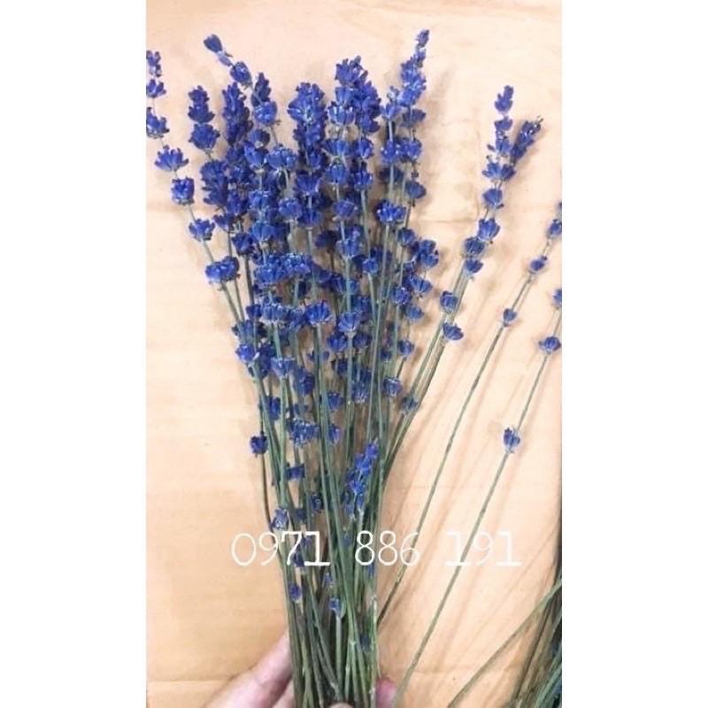 Set 20 cành hoa khô Oải Hương Lavender hàng chuẩn,đẹp