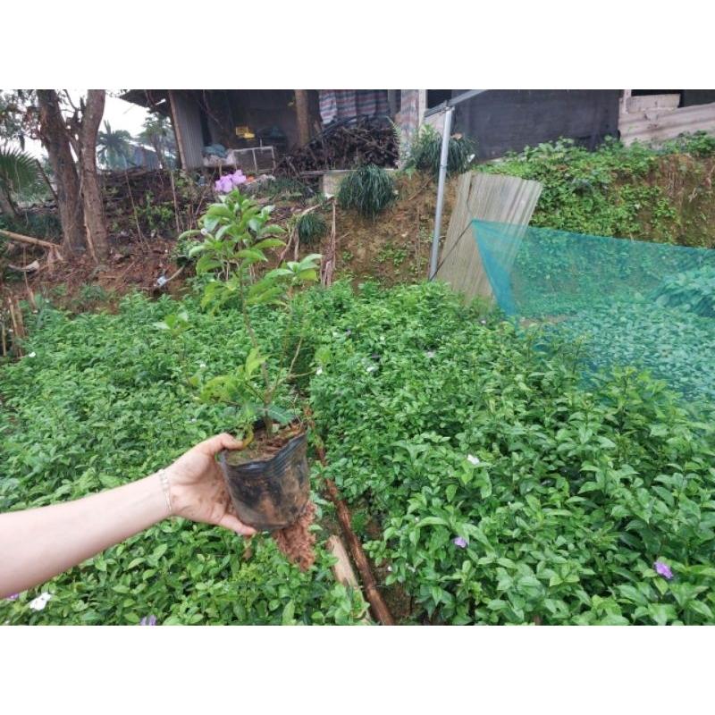 Hoa nhài nhật _ cây đang hoa bầu cây như hình đăng