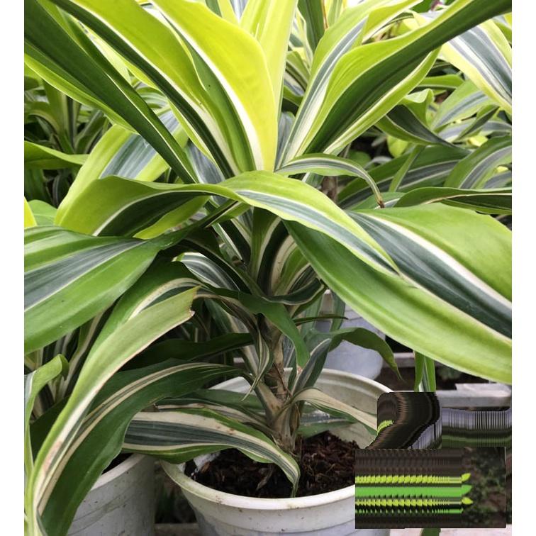 CHẬU CÂY PHÁT TÀI NAM MỸ