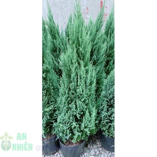 Cây Tùng Cao 1M