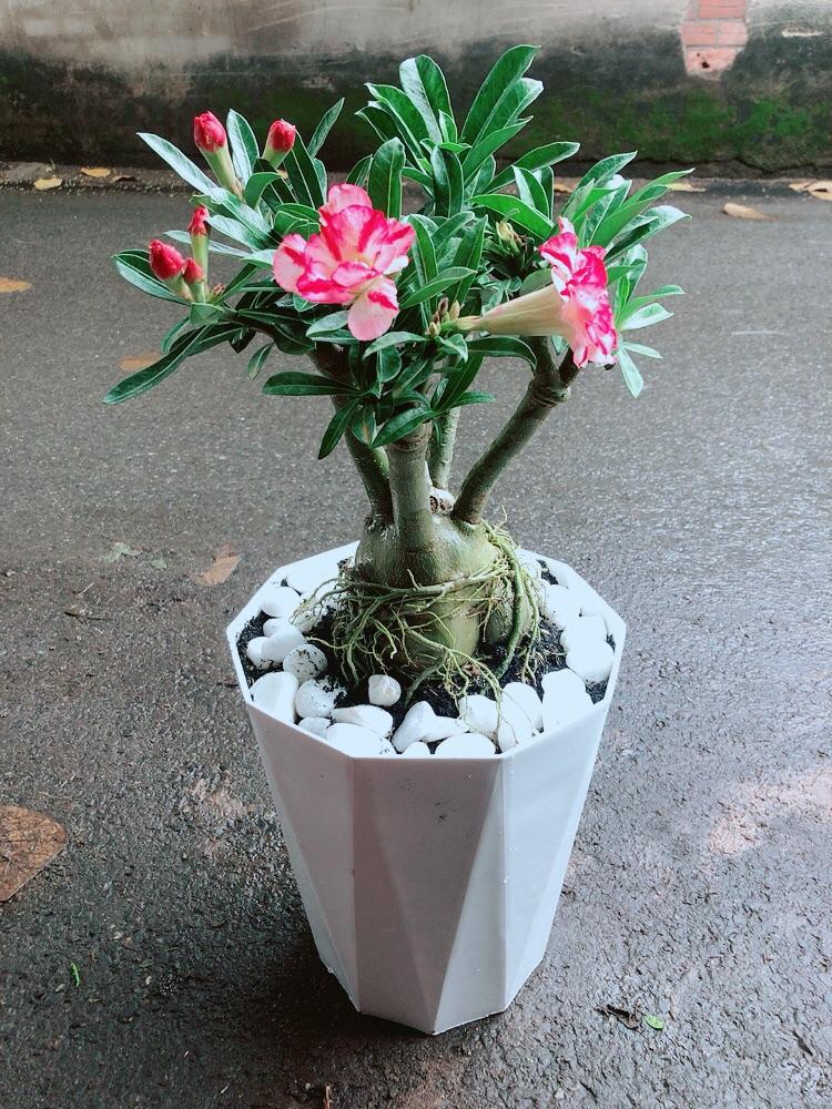 Chậu Cây Sứ Thái