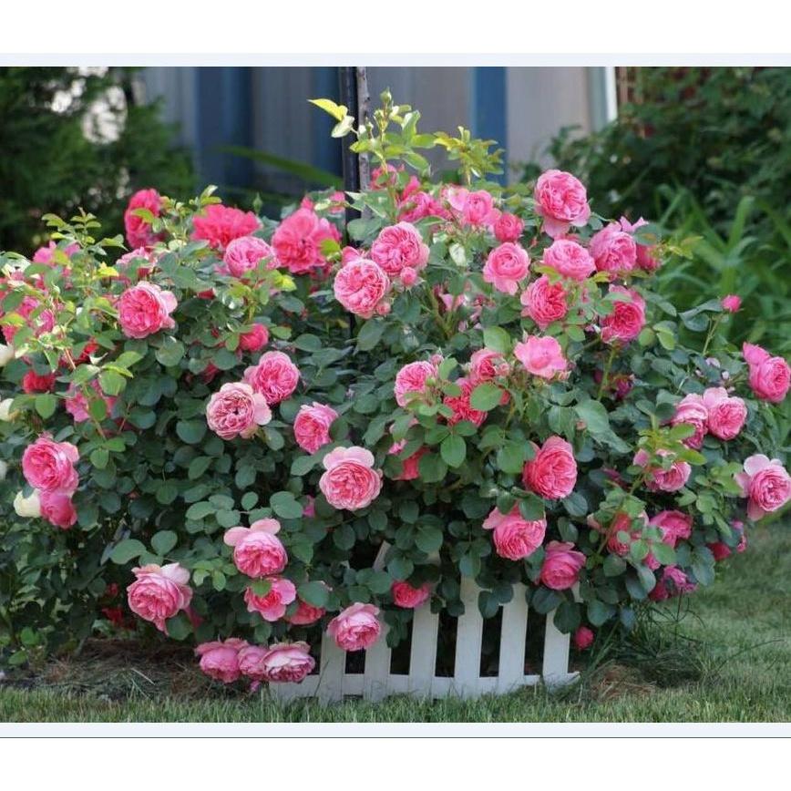 Hạt giống hoa hồng tỉ muội nhiều màu - Gói 20 hạt