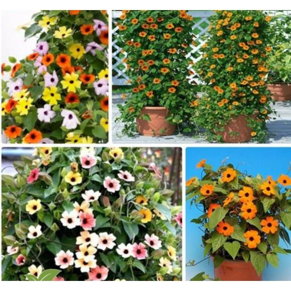 Hạt giống hoa ánh dương leo nhiều màu siêu bông