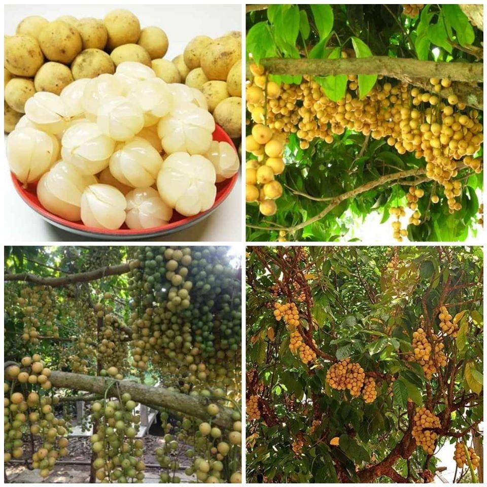 CÂY GIỐNG BÒN BON THÁI