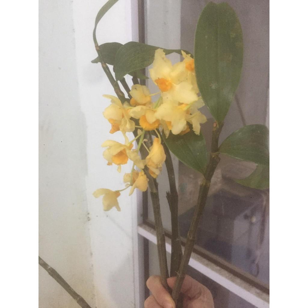 CHẬU LAN KIỀU VUÔNG,DÒNG LAN THỦY TIÊN