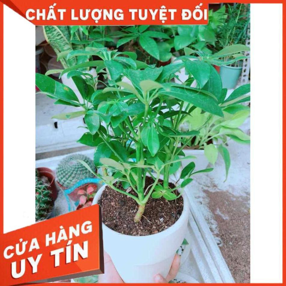 Chậu ngũ gia bì Nhiều Người Mua