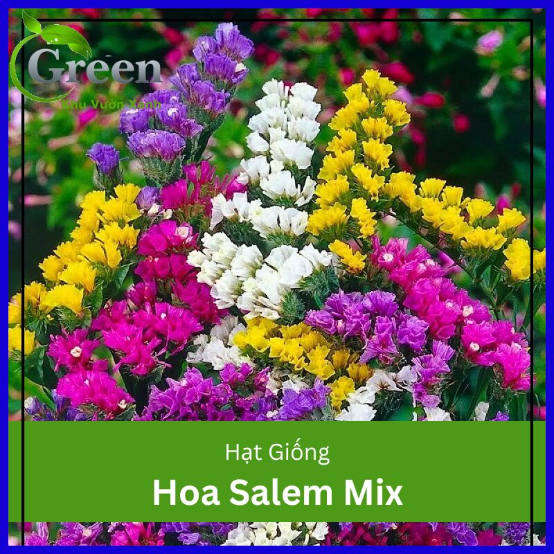 Hạt Giống Hoa Salem Nhiều Màu Mix