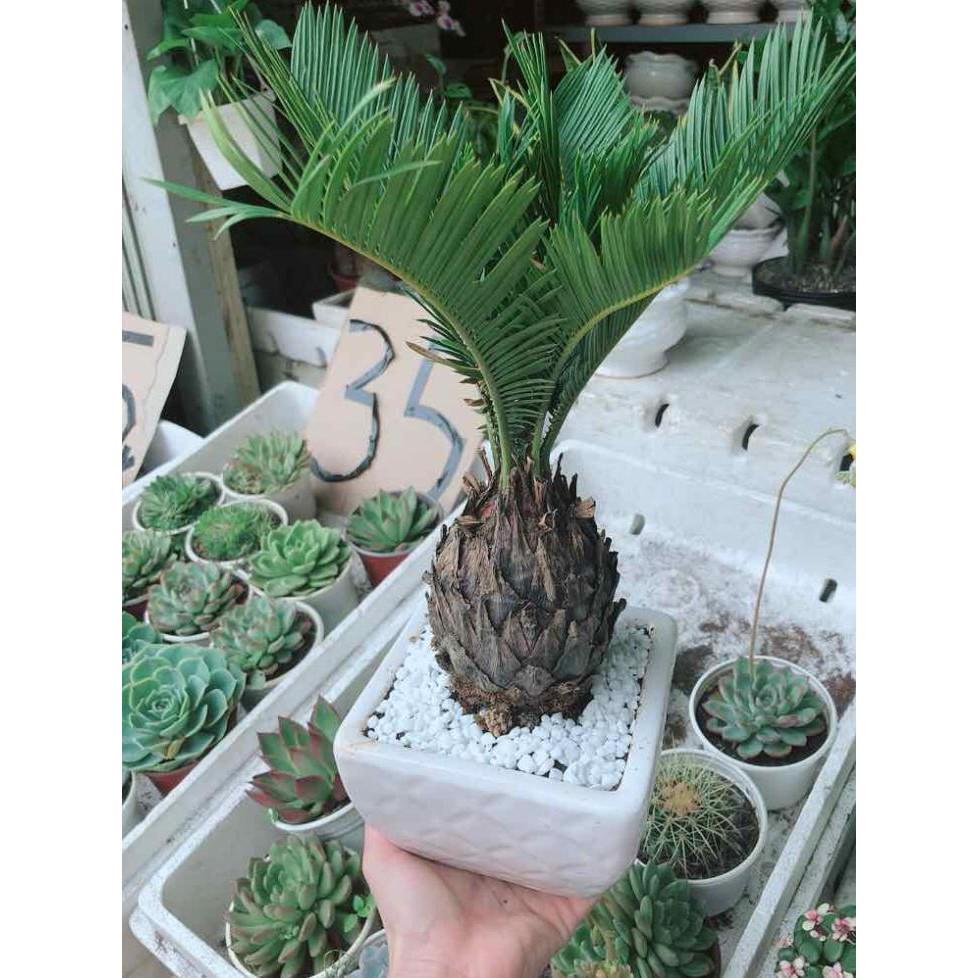 Chậu vạn tuế Bán Chạy