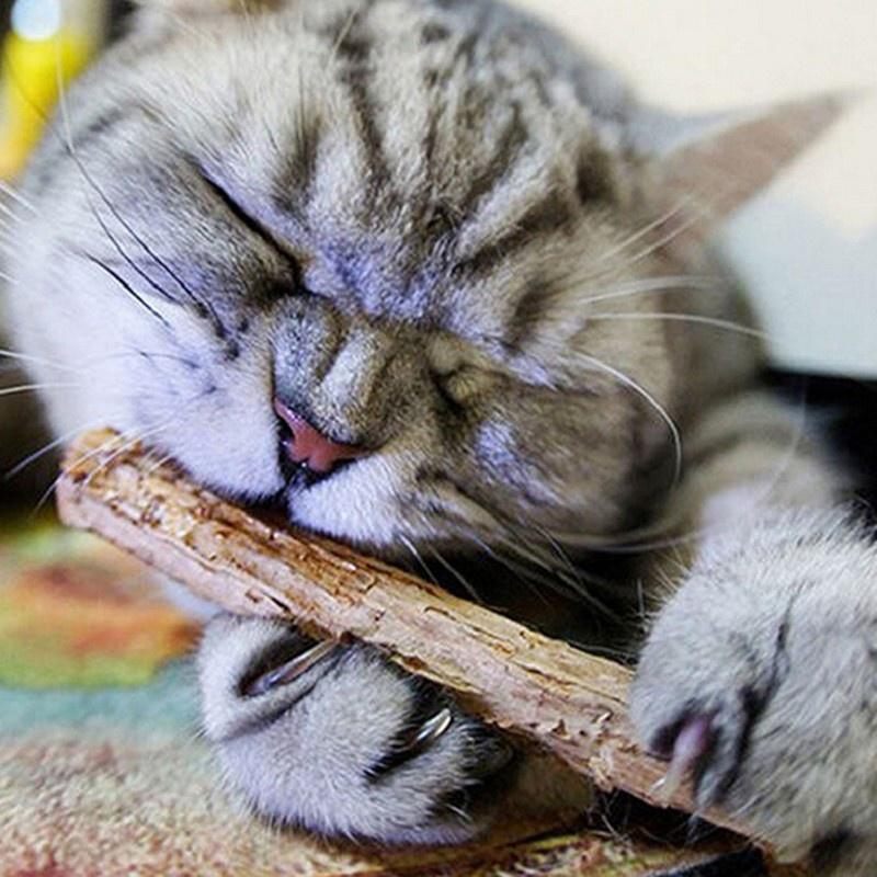 Thân cây bạc hà Matatabi cho mèo gặm sạch răng và thư giãn