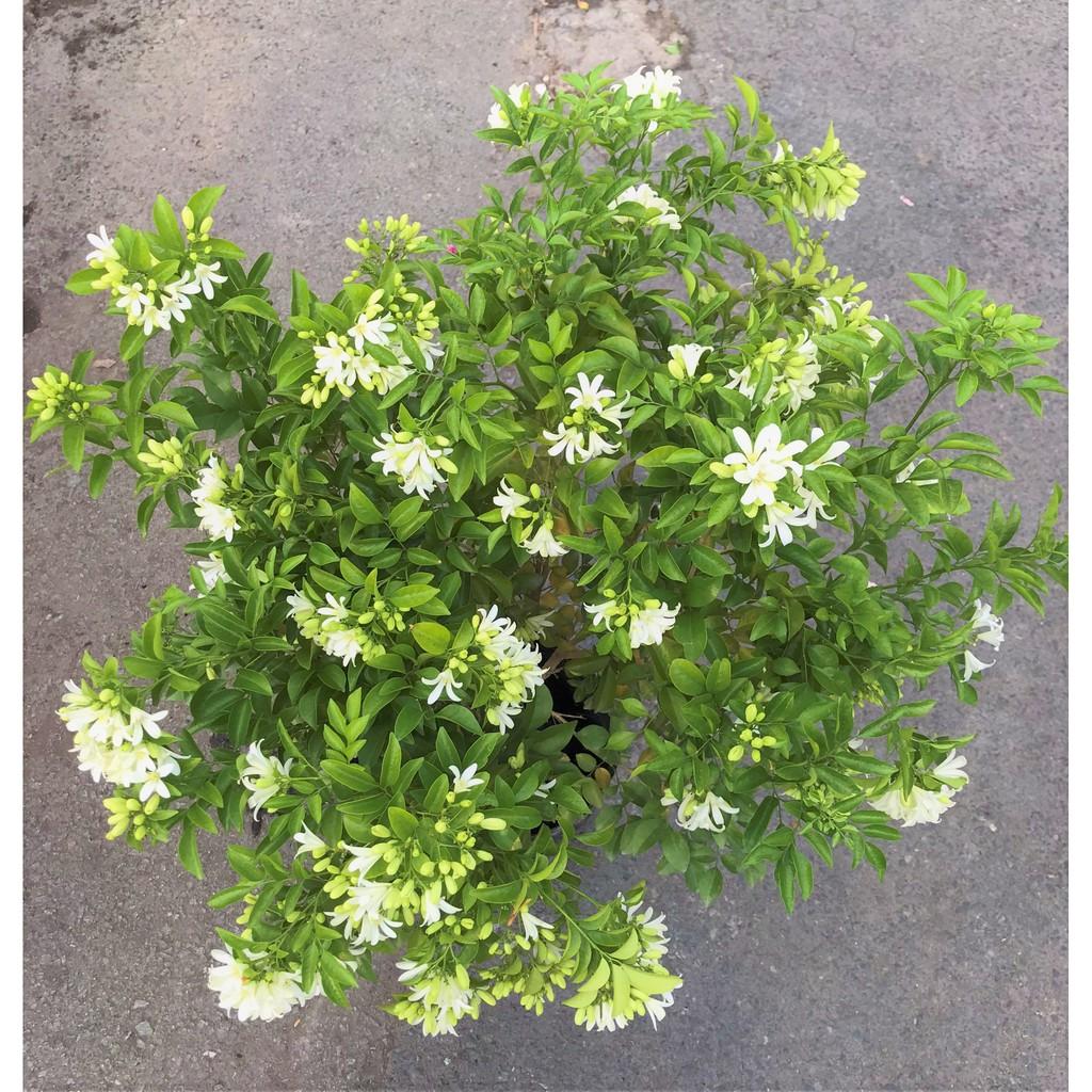 Chậu cây Nguyệt Quế cao 90 - 100 cm