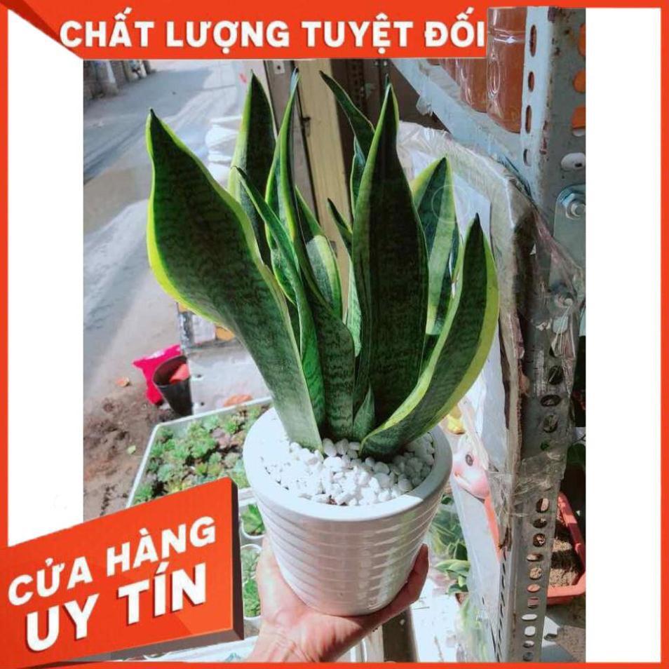 Chậu cây lưỡi hổ Nhiều Người Mua