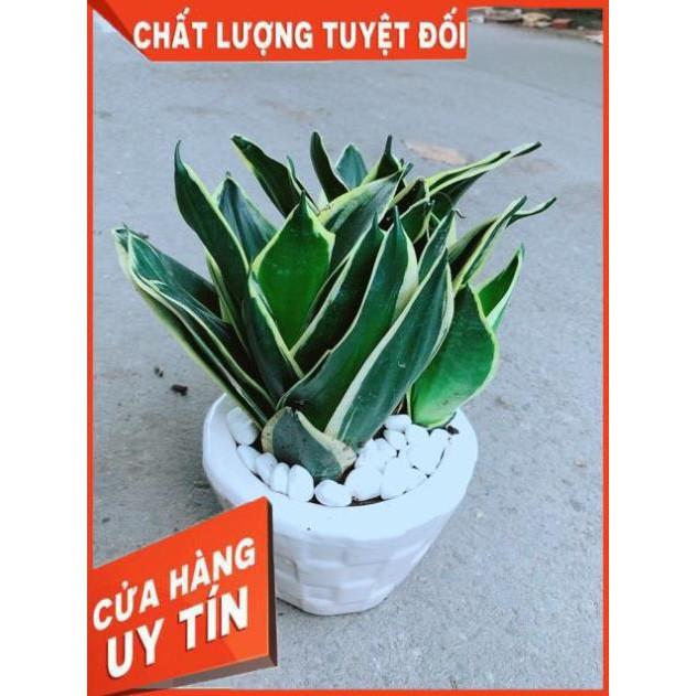 Chậu Lưỡi Hổ Thái