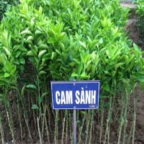 Cây giống CAM SÀNH MIỀN NAM
