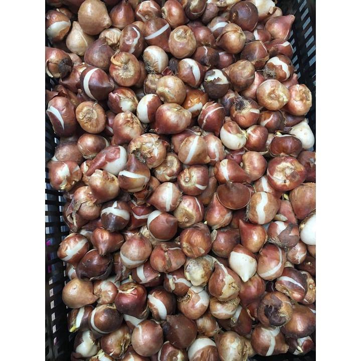 5 củ giống hoa tulip hoa màu vàng - HGNN