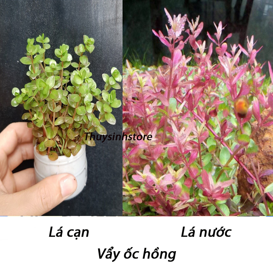 Cây Thủy Sinh VẢY ỐC HỒNG 14 ngọn