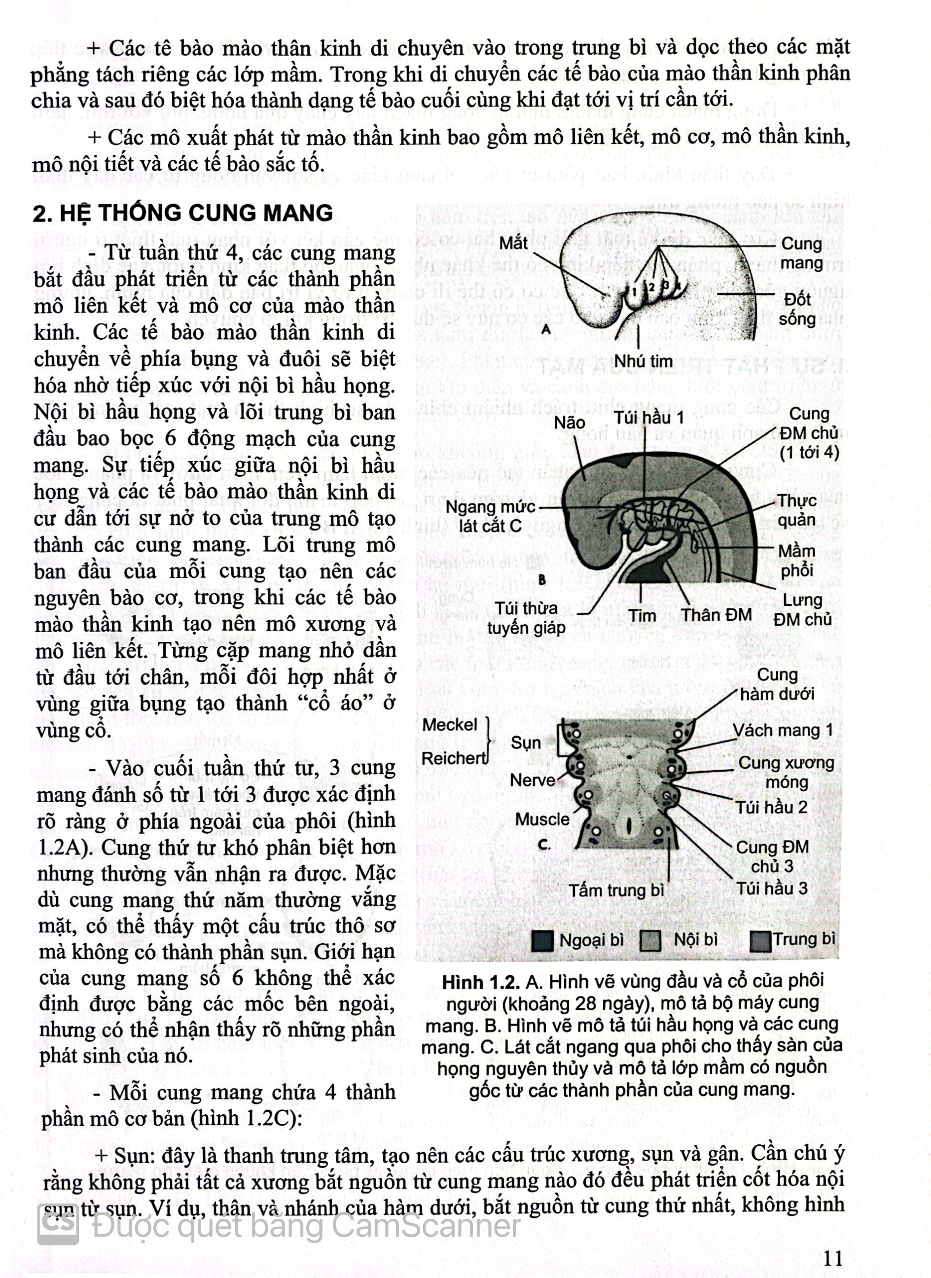 Benito - Sách - Các vấn đề cơ bản trong phẫu thuật tạo hình thẩm mỹ (Phần 3: đầu mặt cổ) 2023 - NXB Y học