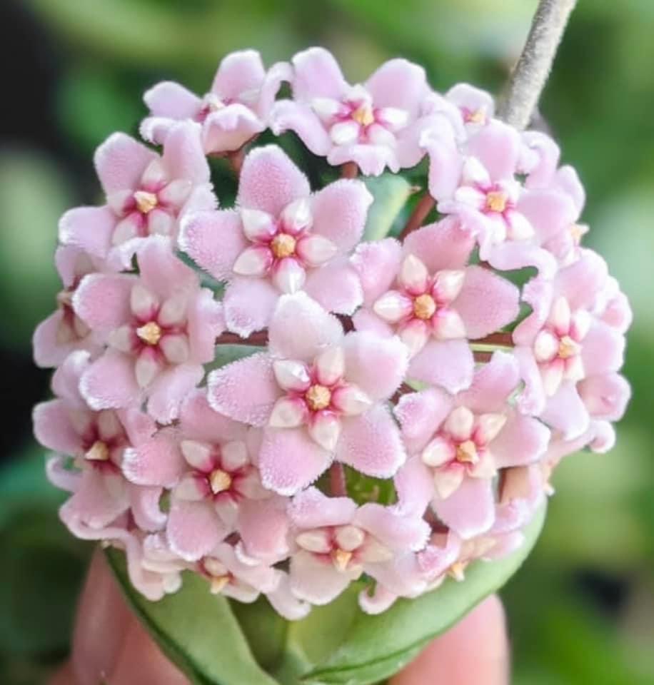 Chậu hoa Cẩm cù compacta lá xoắn kích thước 10cm-15cm thân rủ