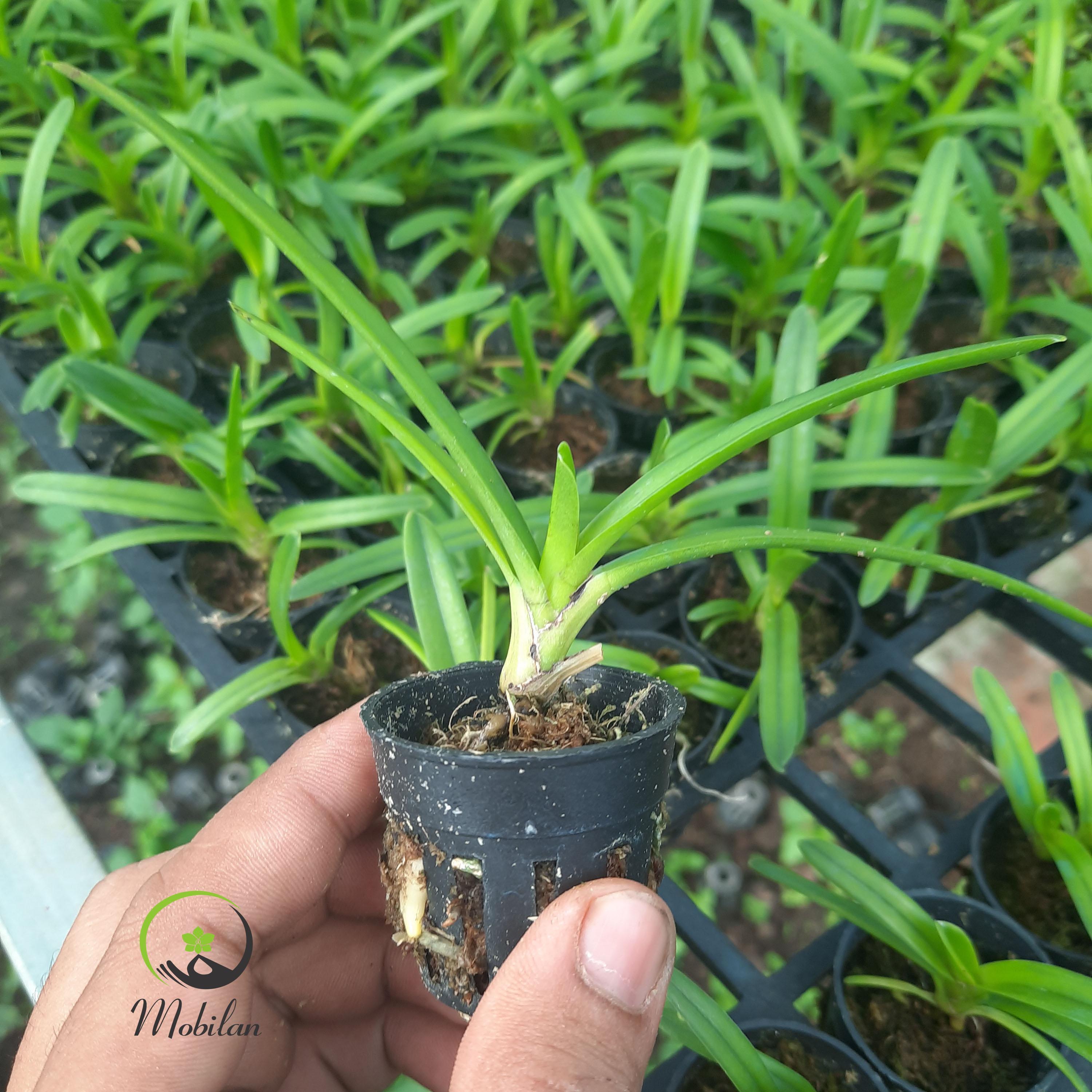 Hoa lan kiếm, Lan kiếm HOÀNG LONG X PHAN TRÍ