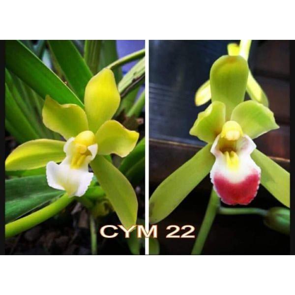 Kiếm tiên vũ hàng lai