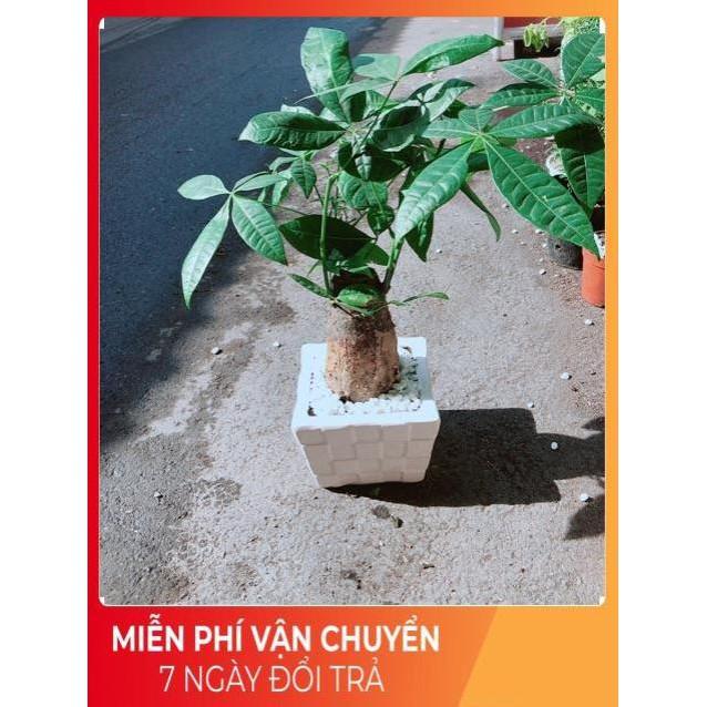 Chậu Kim Ngân Chân Voi