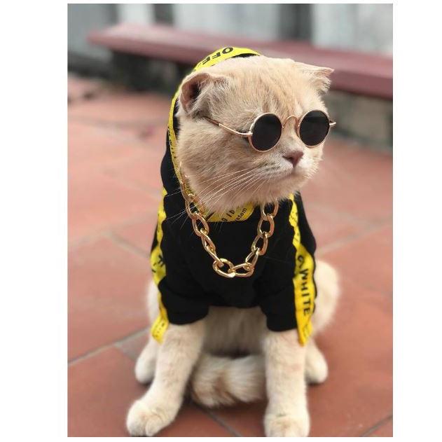 Kính mắt thời trang cho chó mèo - Đạo cụ chụp hình cho thú cưng