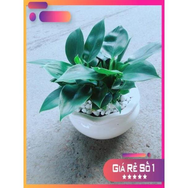 Chậu Trầu Bà Đế Vương