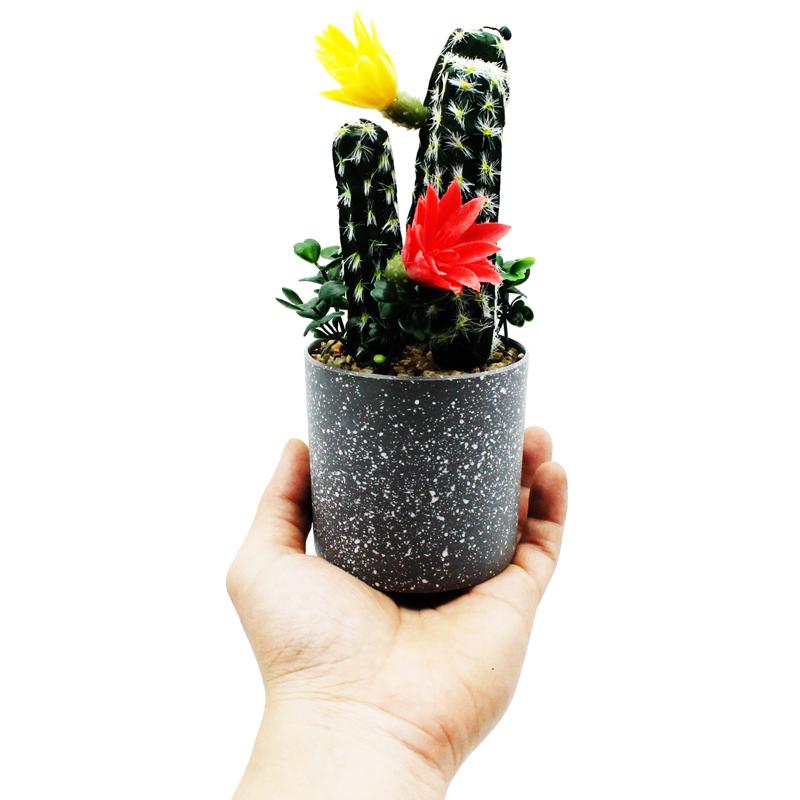 Chậu Cây Hoa Xương Rồng Nhựa Trang Trí - WanLongDa 770-10