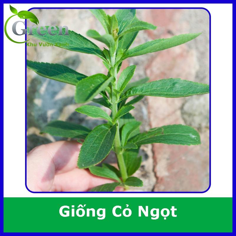 Hạt Giống Cây Cỏ Ngọt Gói 5 Hạt