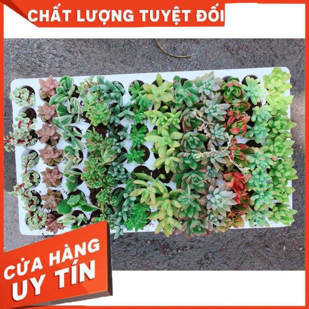 Combo 12 cây sen đá vỉ Nhiều Người Mua