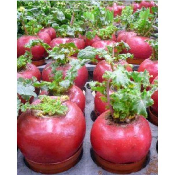 Hạt giống củ cải đỏ khổng lồ KNS3267 - Gói 10 hạt