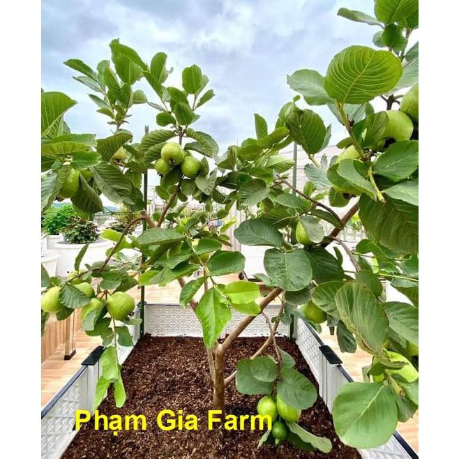 Cây ổi Thái Lan cho quả quanh năm trồng chậu