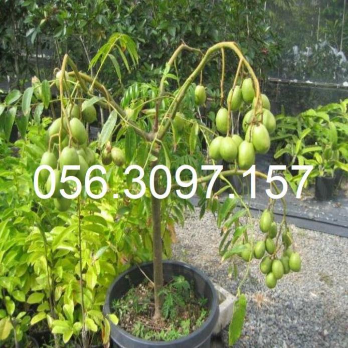 Cây Cóc Thái Lan Lùn - ĐHNN1 + Tặng 01 cây dâu da đất