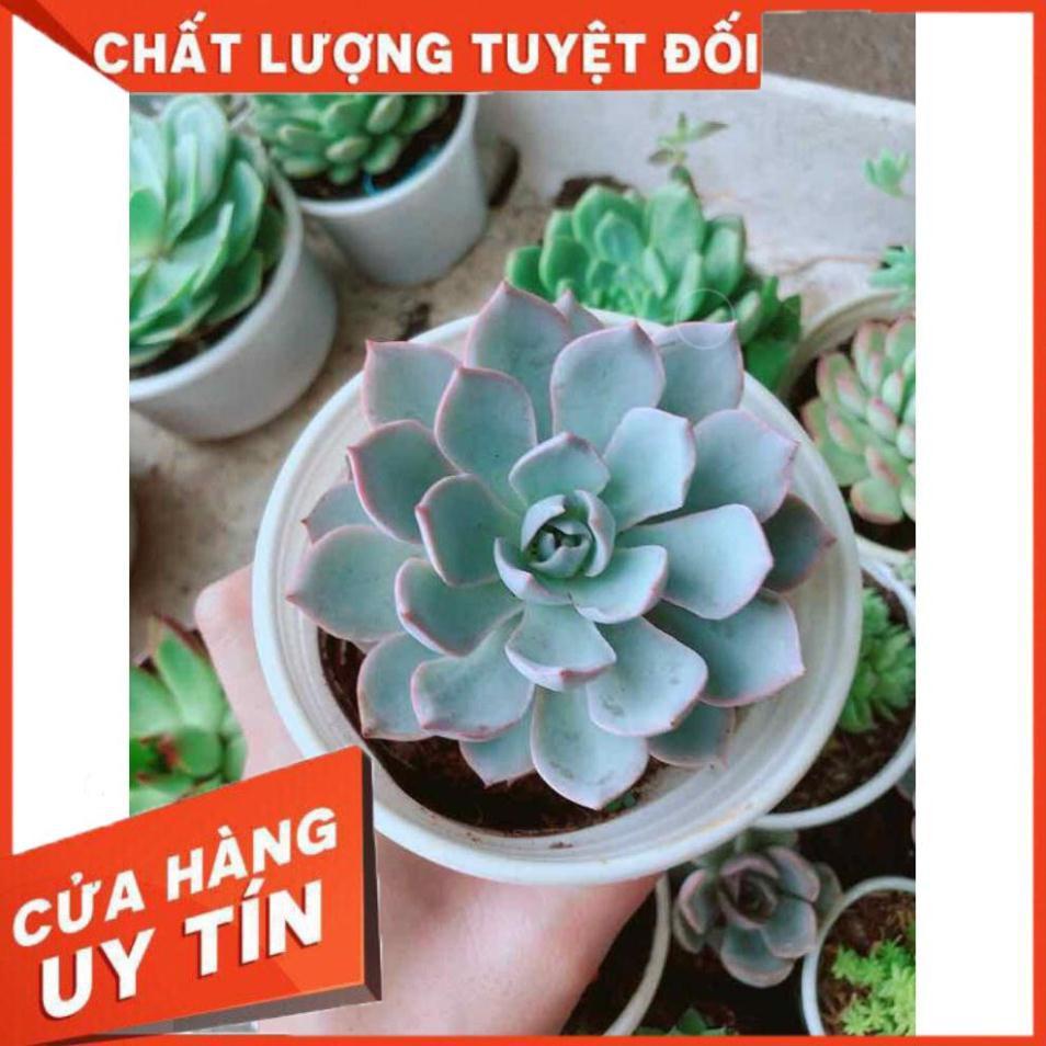 Sen đá hồng phân Nhiều Người Mua