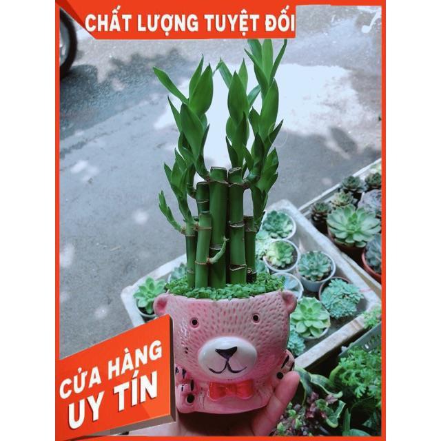 Chậu Trúc Phát Tài Gấu Hồng