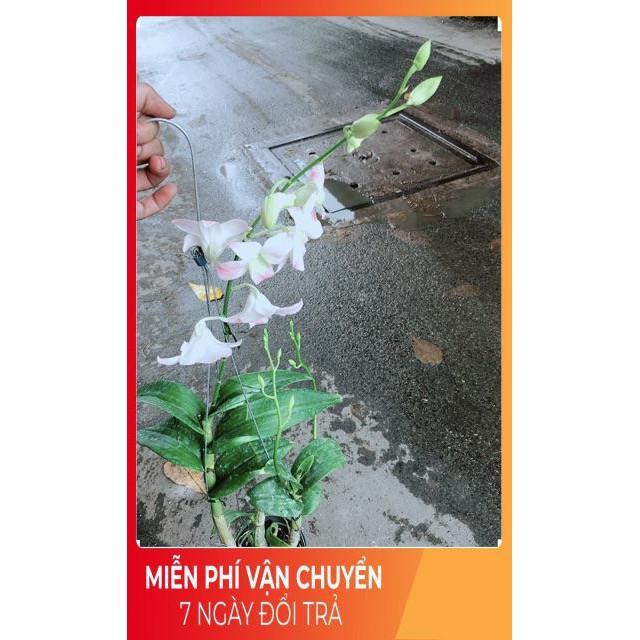 Lan Dendro Hồng Nhạt