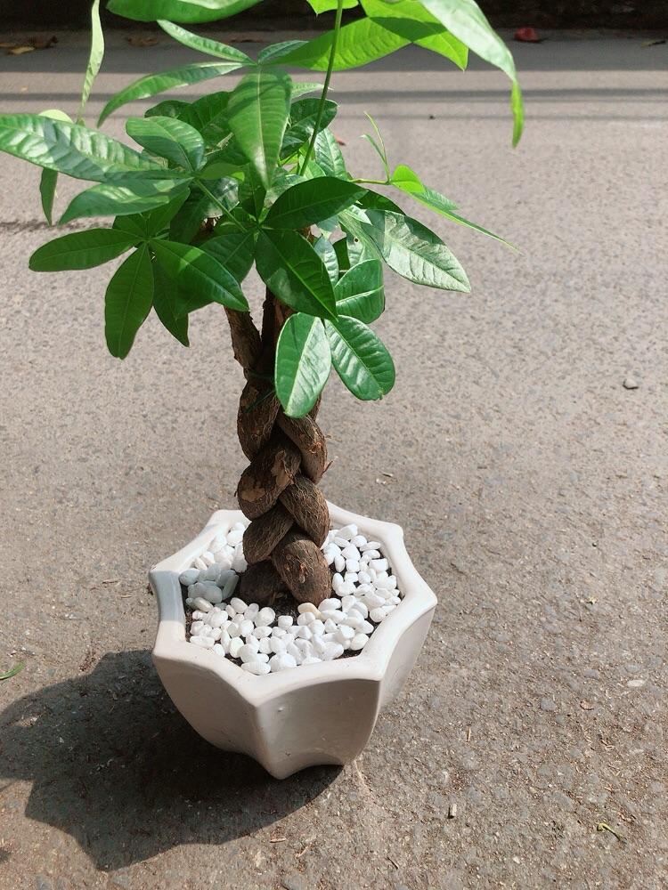 Chậu Cây Kim Ngân Thắt Bính