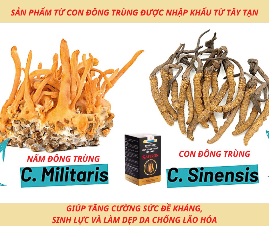 VIÊN ĐÔNG TRÙNG HẠ THẢO SAFFRON 60 VIÊN