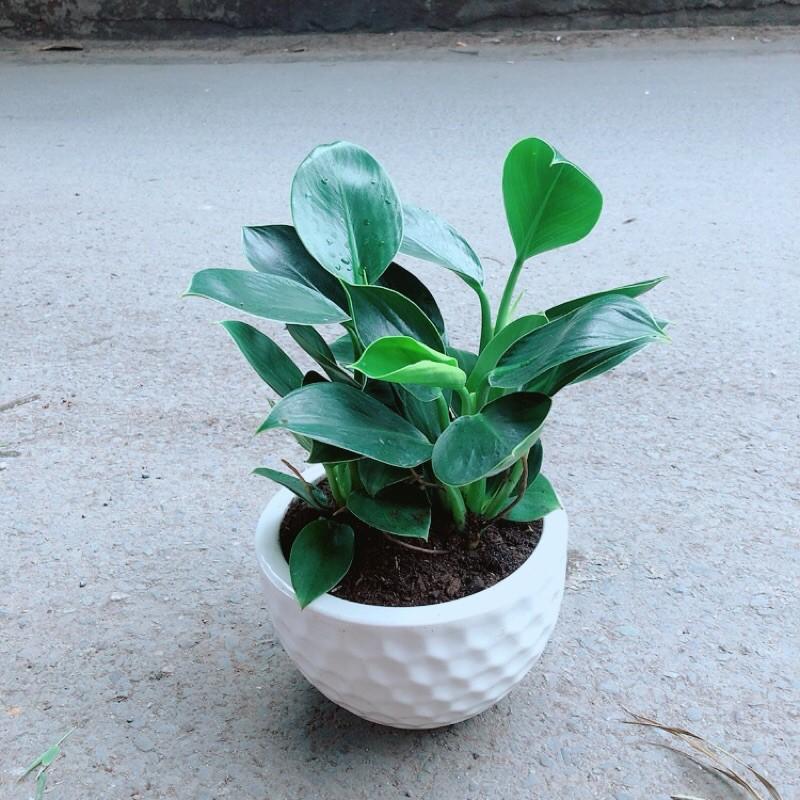 Chậu Cây Trầu Bà Đế Vương