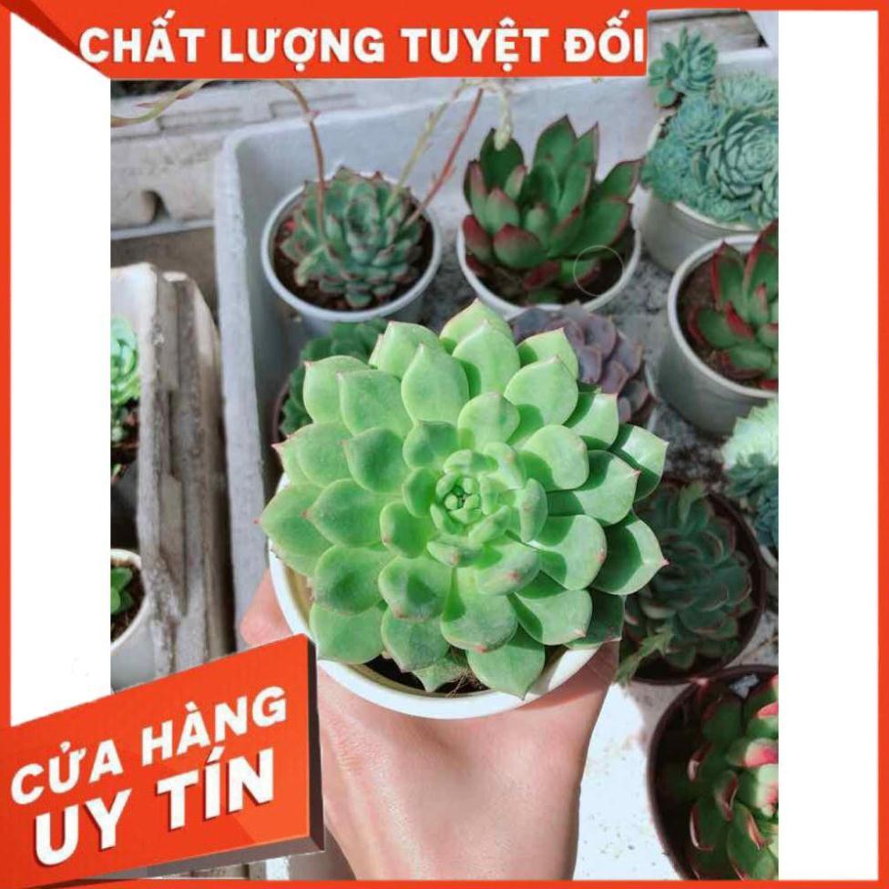 Sen đá bánh bao xanh Nhiều Người Mua