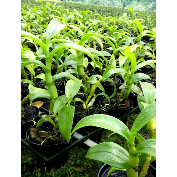 Superthrive - 1 gallon, Kích thích tăng trưởng cây trồng