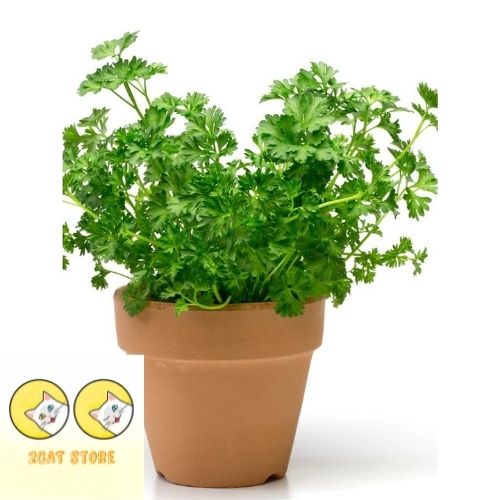 Hạt giống ngò tây lá xoăn, rau gia vị, parsley, rau mùi xoăn